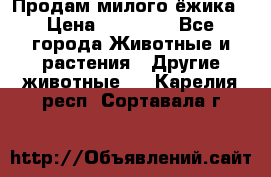 Продам милого ёжика › Цена ­ 10 000 - Все города Животные и растения » Другие животные   . Карелия респ.,Сортавала г.